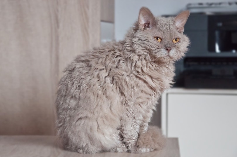 Selkirk rex cat sitting on the counter_