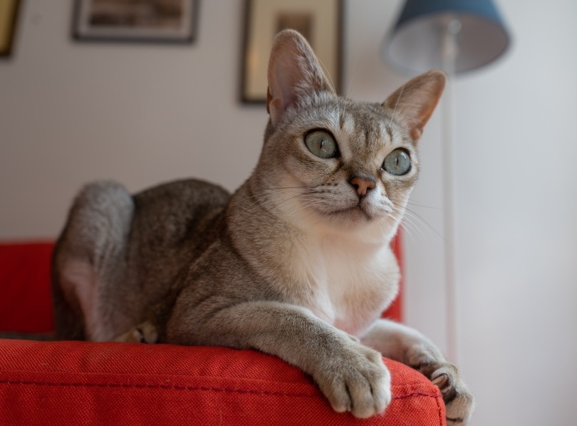 Singapura cat lying on couch