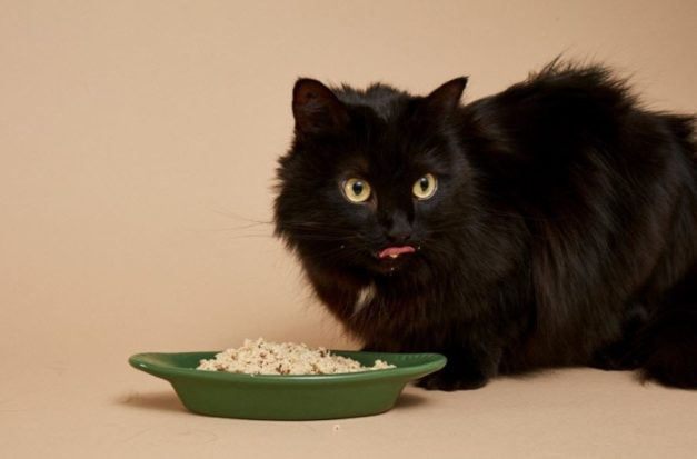 How Much Does Smalls Cat Food Cost 2023 Price Guide Hepper