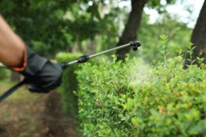 Spraying bush outdoor