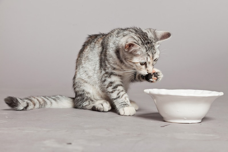 Tabby kitten washing paw