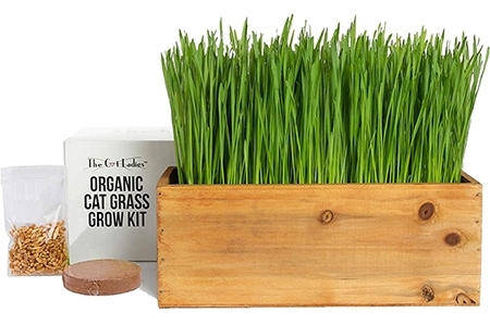 chewy cat grass