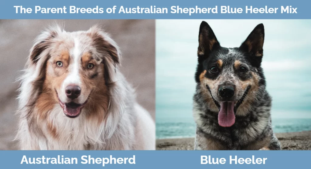 are blue heeler alaskan shepherd mix good with other dogs