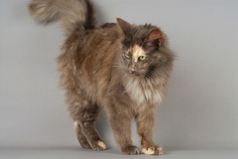 Tortoiseshell Turkish Angora standing in grey background