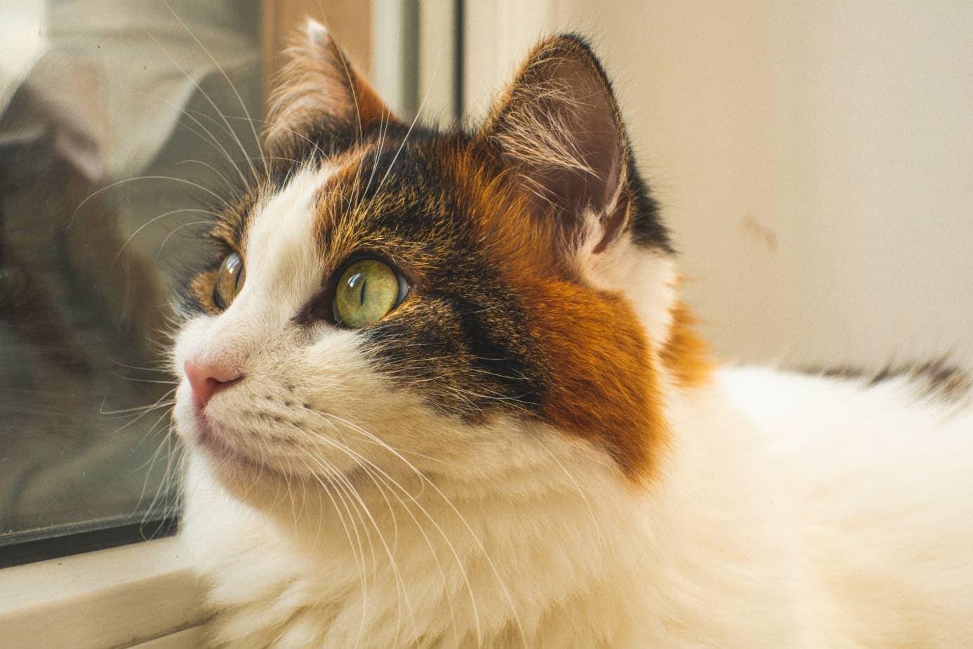 Turkish Van Cat side view