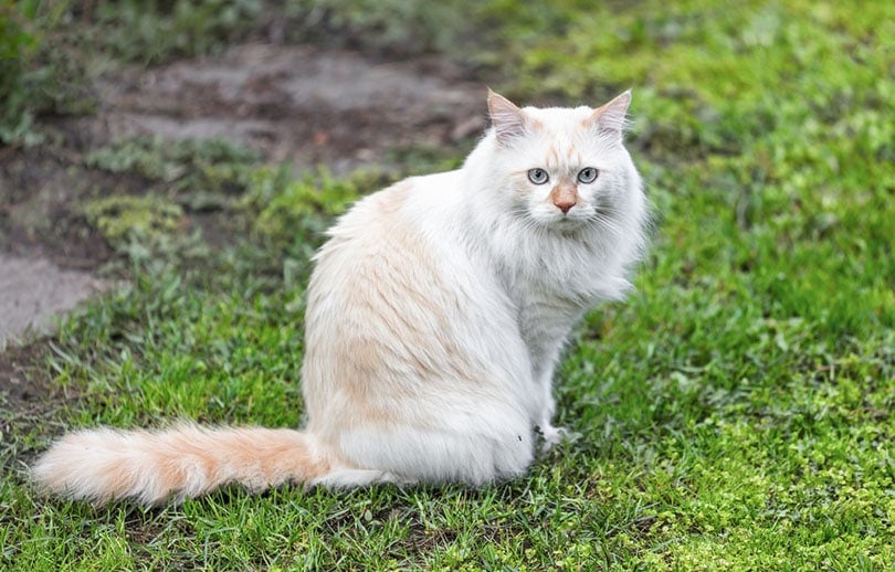 Super Fluffy Cat Breeds North Hampton Animal Hospital