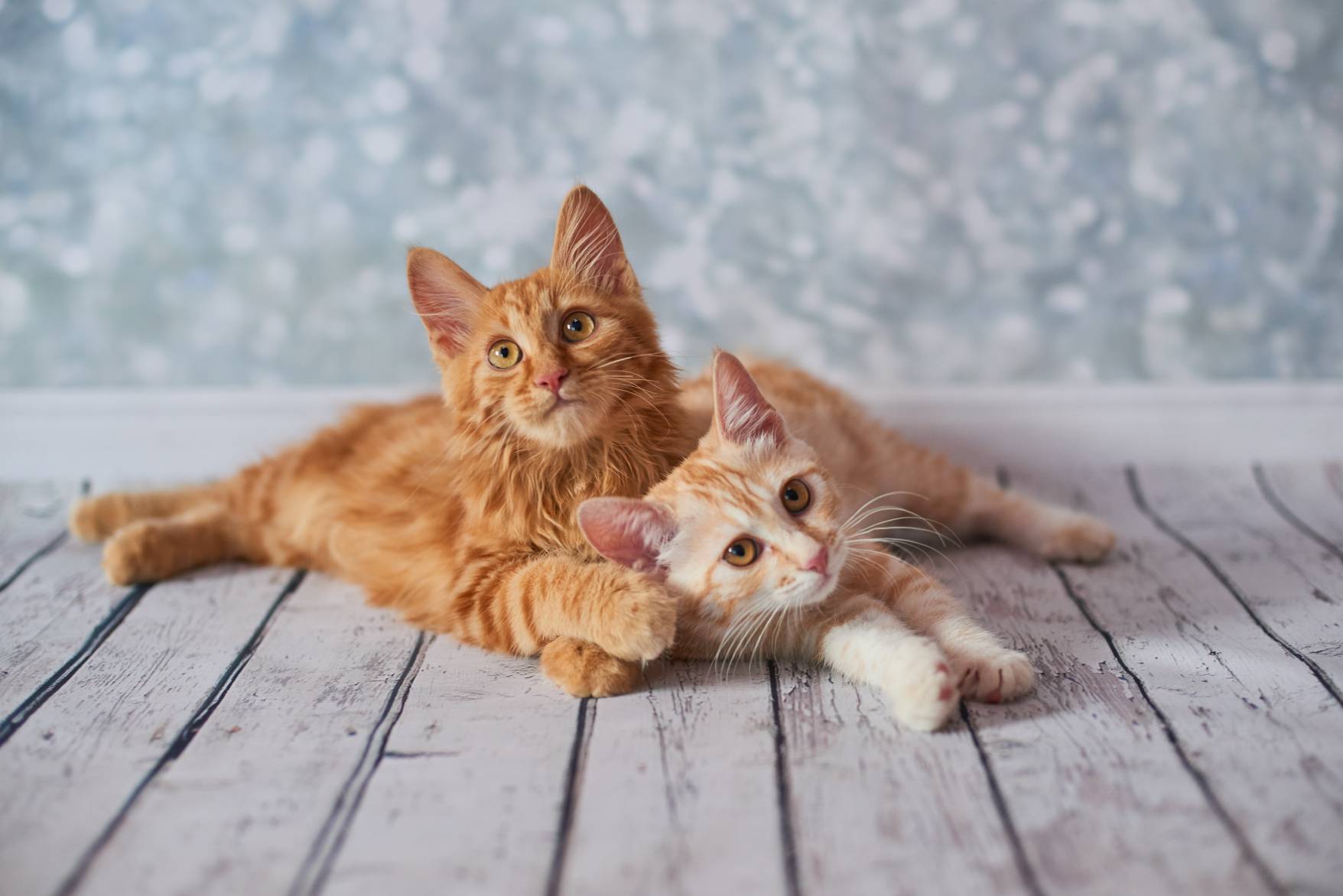 two american bobtail kittens in the studio