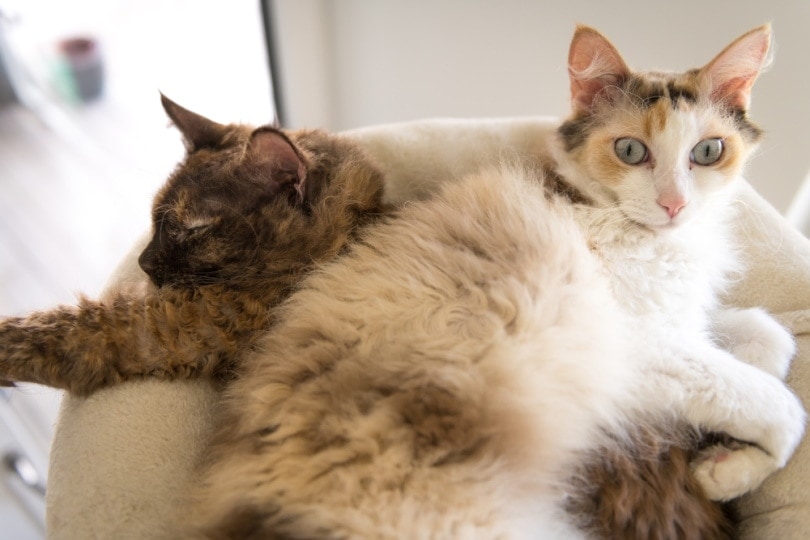 Two LaPerm cats lying down