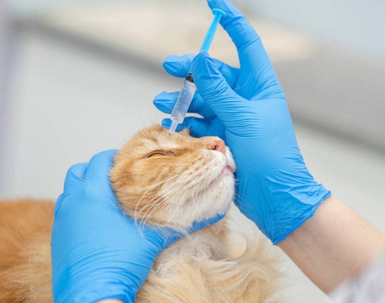Can You Use Human Eye Drops on Cats? VetReviewed Facts & Care Tips Hepper