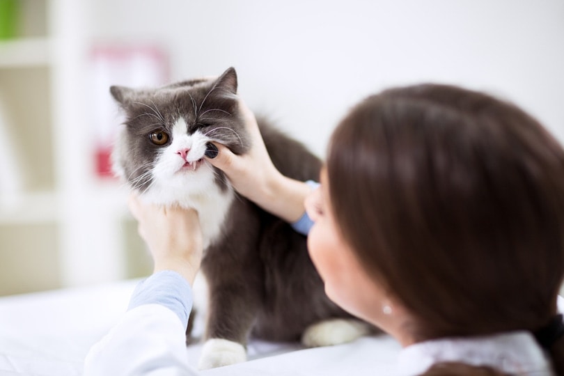 Bác sĩ thú y kiểm tra răng của một con mèo Ba Tư