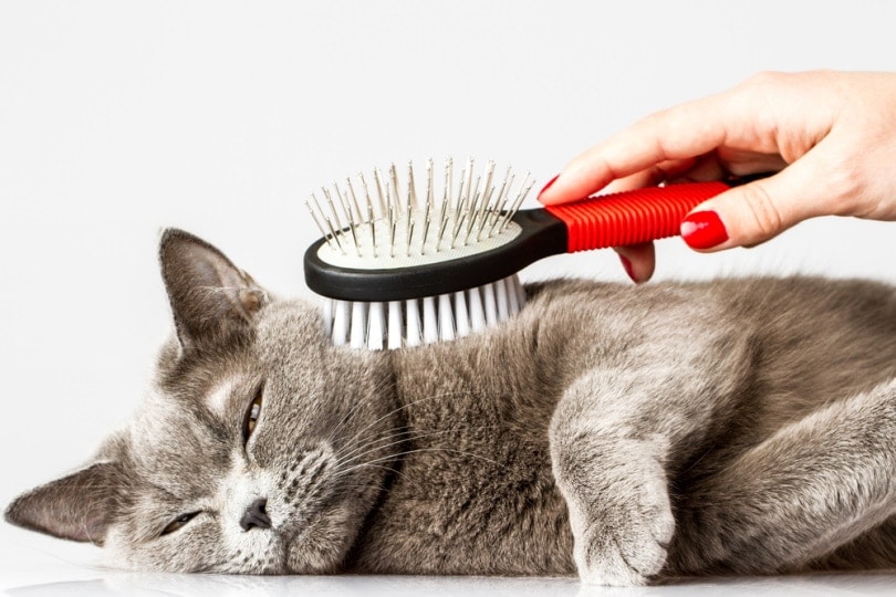 Woman brushing a gray cat