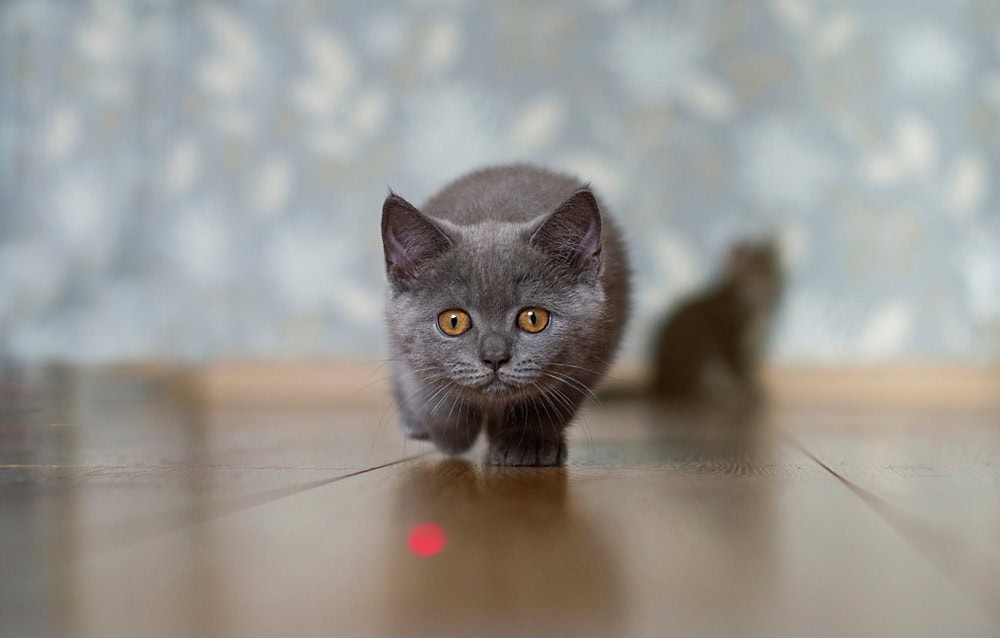 Young kitten is playing with laser pointer image