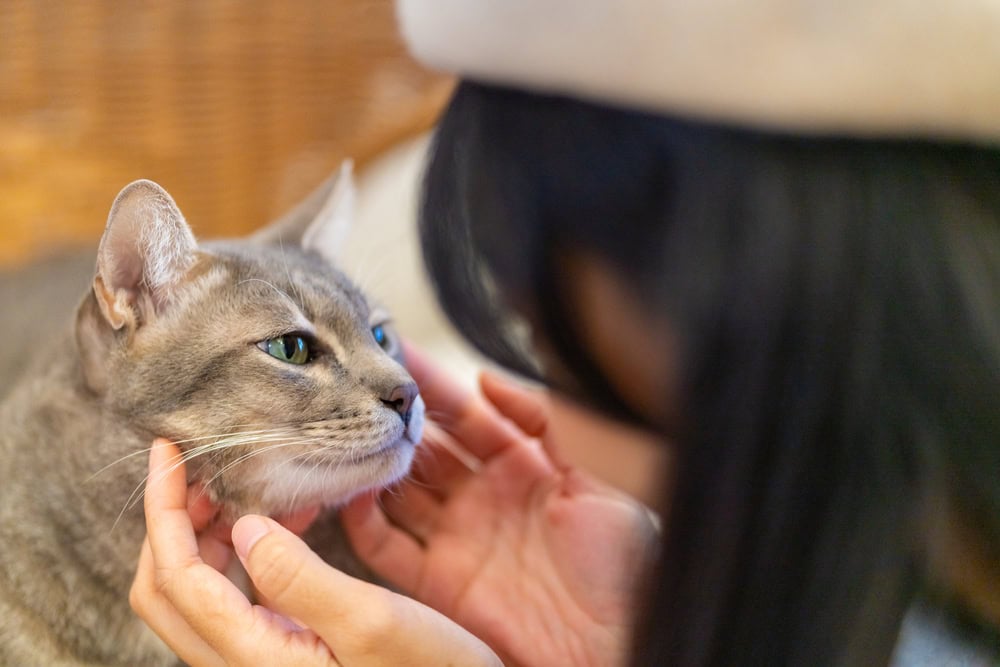 Young woman sitting on the floor stroking cats face