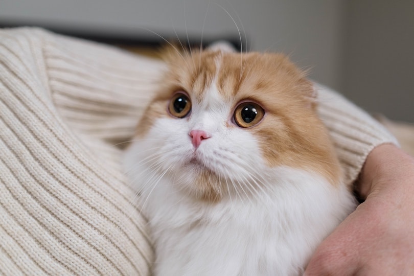 a cat cuddling with woman owner