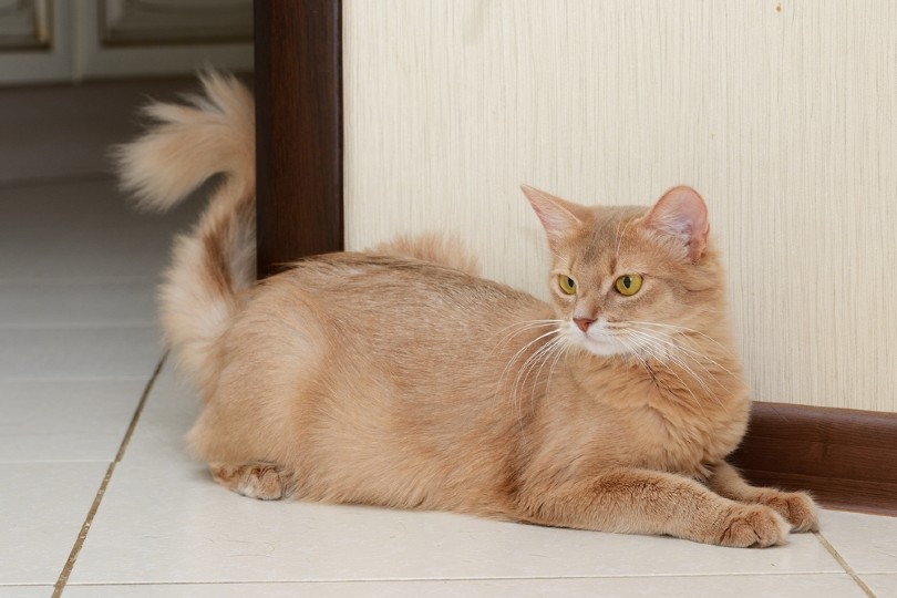 26 Medium Cat Hair Breeds: Pictures, Info & Traits | Hepper