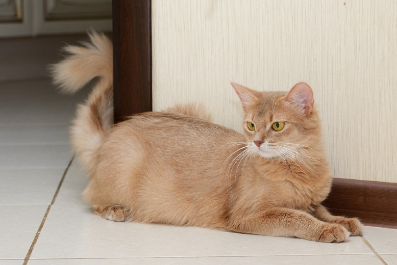 26 Medium Cat Hair Breeds: Pictures, Info & Traits | Hepper 26 Medium Cat Hair Breeds: Pictures, Info & Traits | Hepper