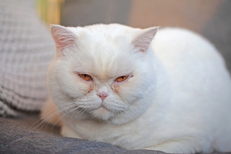 a white british shorthair cat with watery eyes discharge