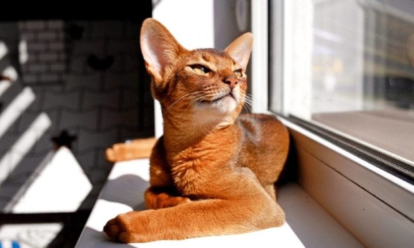 abyssinian cat getting sunburned from the heat