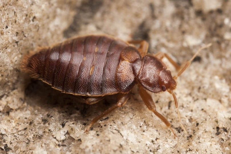 Do bed bugs feed on cats deals