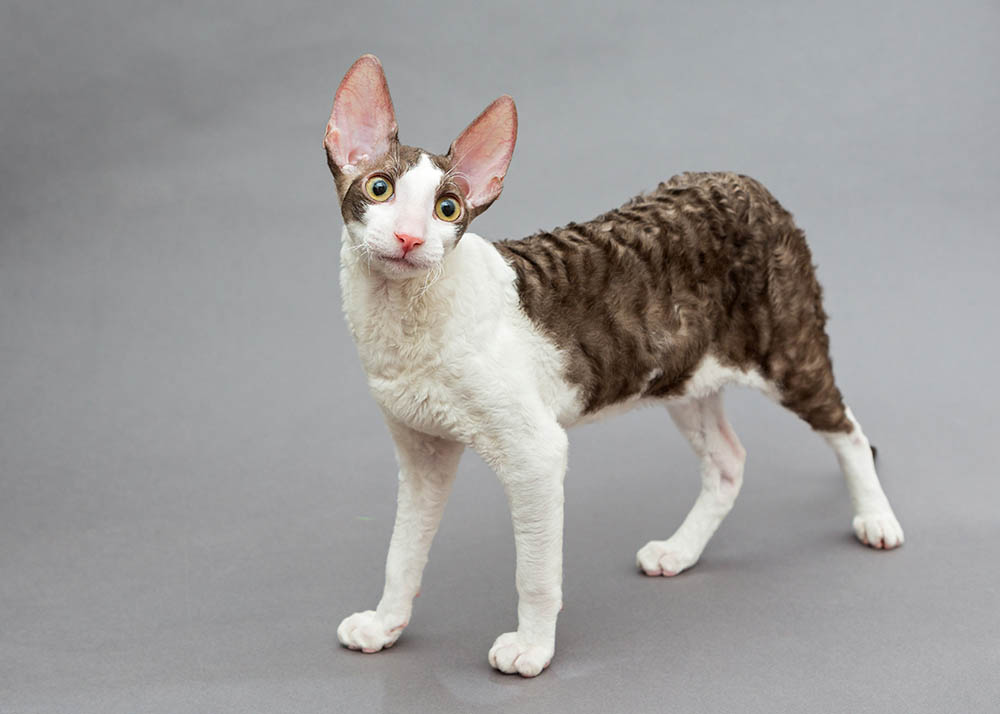 bicolor Cornish Rex in gray background