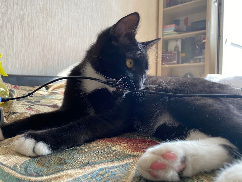 black tabby kitten chews on the charger cable black tabby kitten chews on the charger cable