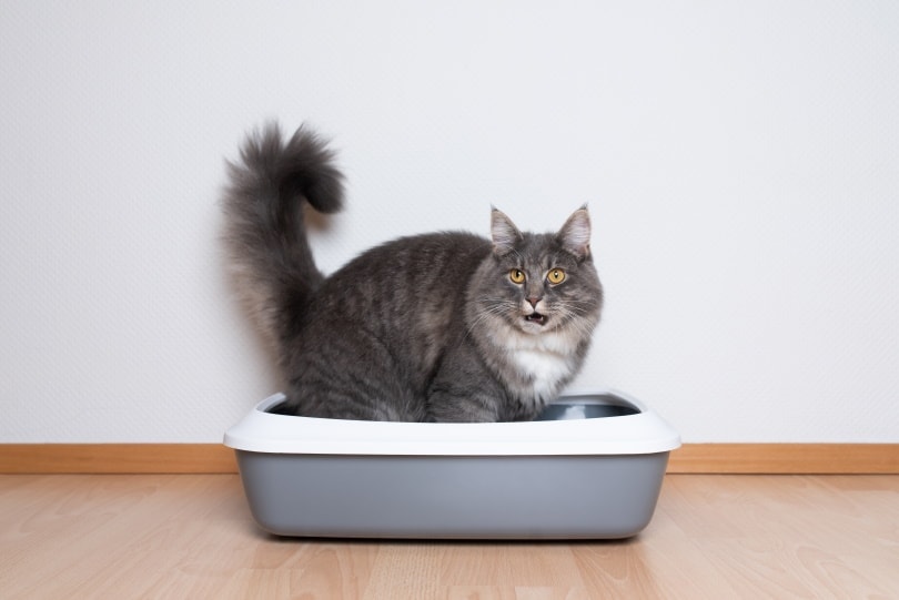 blue tabby maine coon sitting in litter box