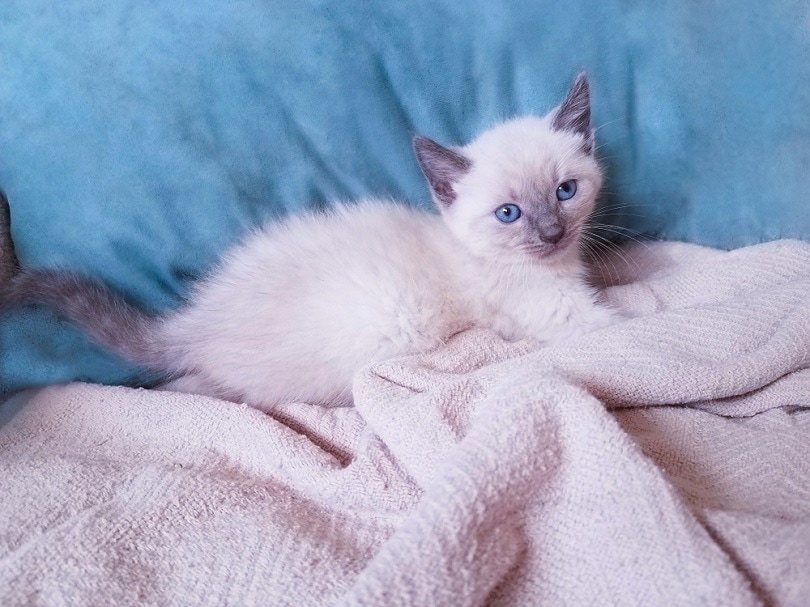 Siamese Kittens for Sale in California Breeders List 2023 Hepper