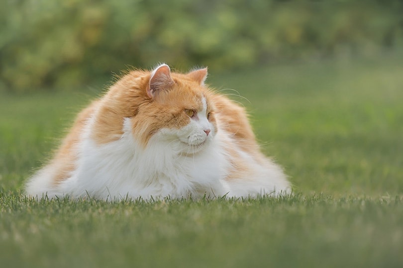British Longhair Cat: Breed Info, Pictures, Care, Traits & Facts | Hepper