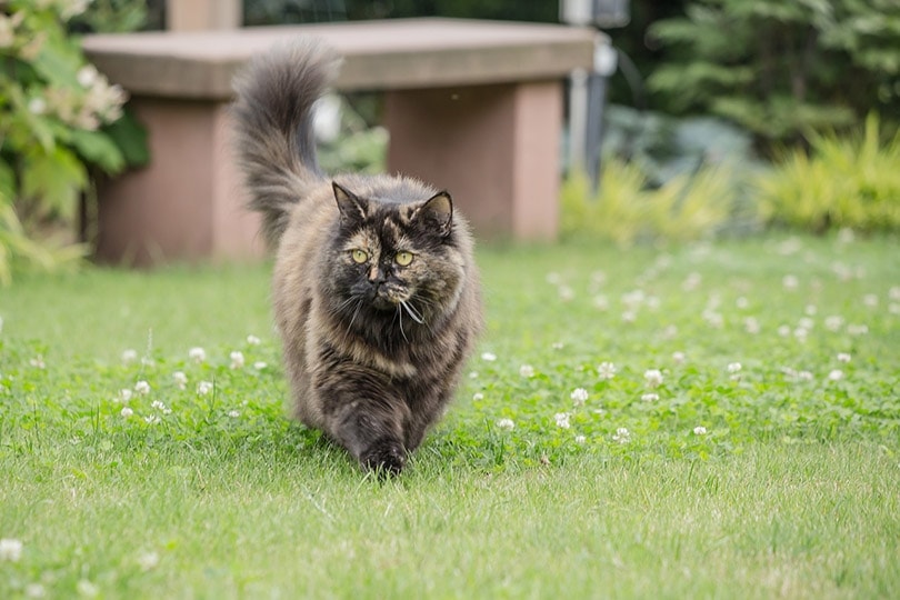 Gato peludo color oscuro caminando por el pasto.