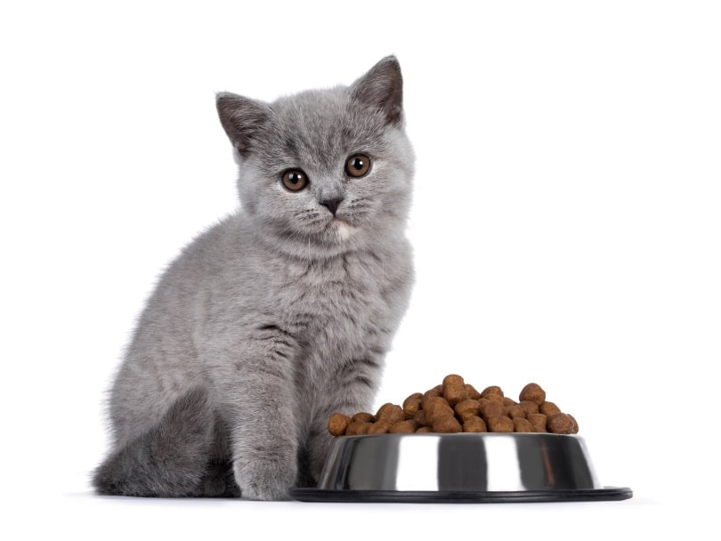 british shorthair kitten eating