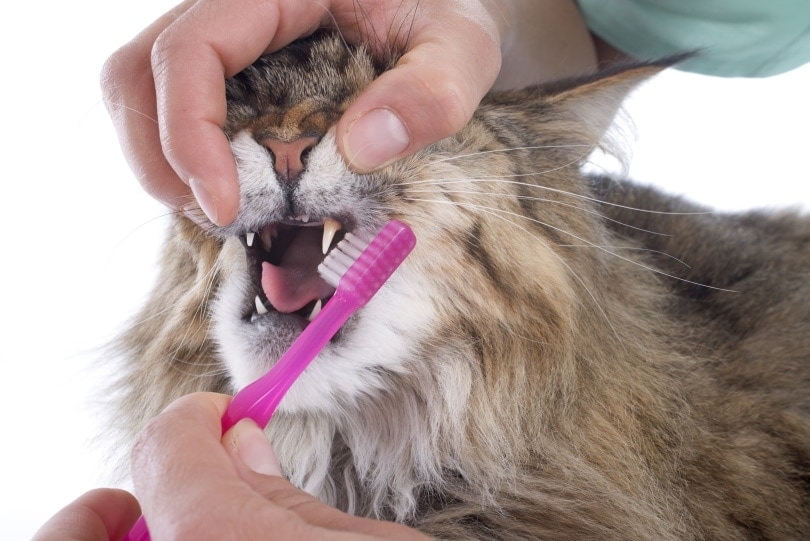 đánh răng cho mèo