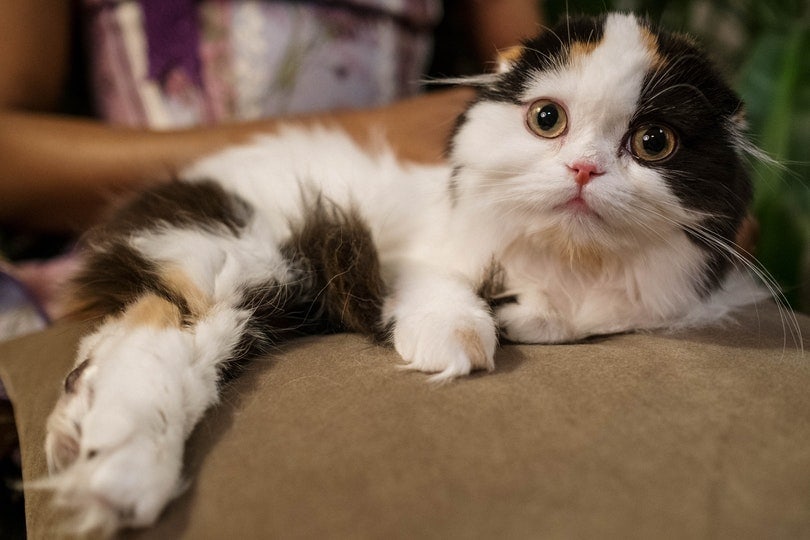 Calico