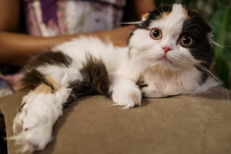 calico cat lying on pillow