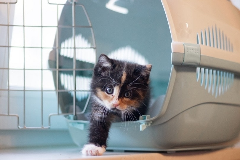 calico kitten walking out from a cat carrier