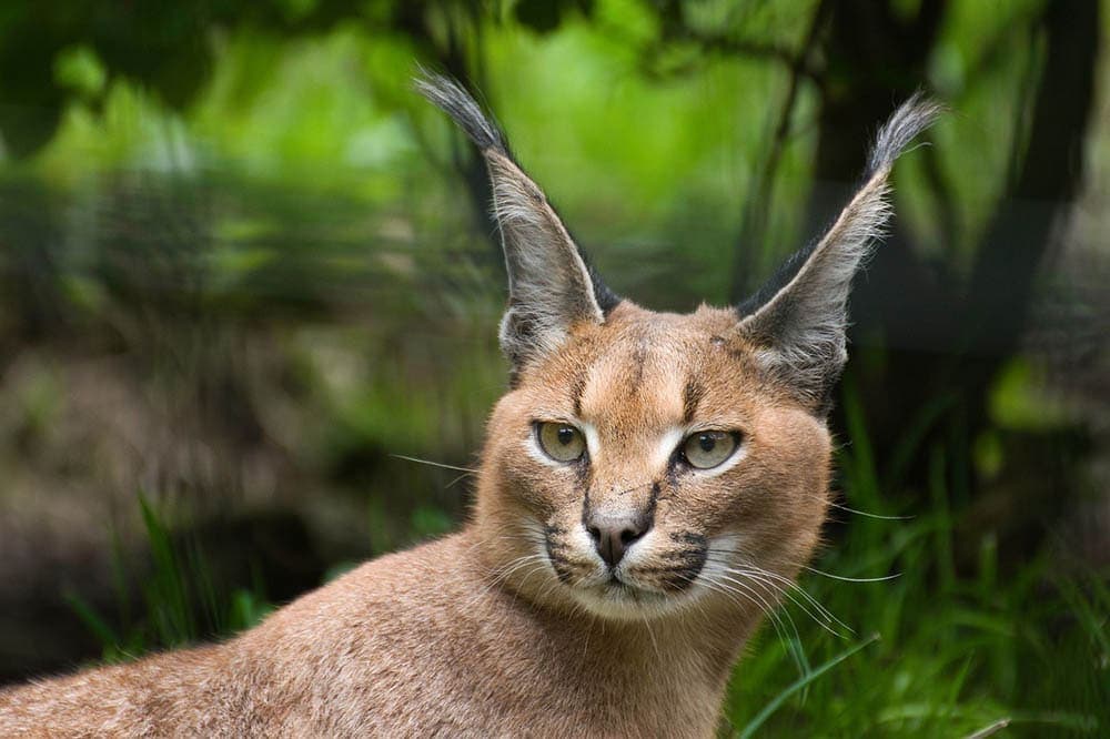 caracal cat up close