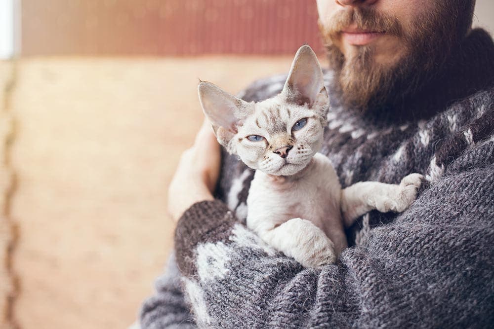 A cat breeder and his devon rex cat