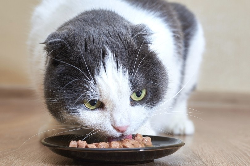cat eating semi moist cat food