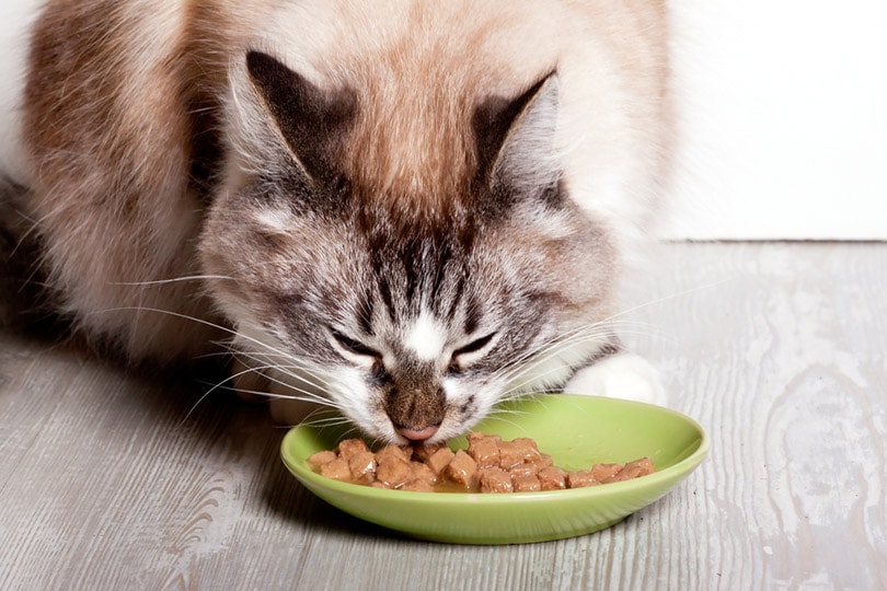cat eats from a plate with wet cat food