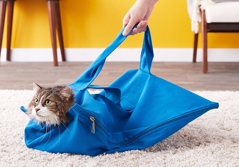 cat in a cat carrier bag