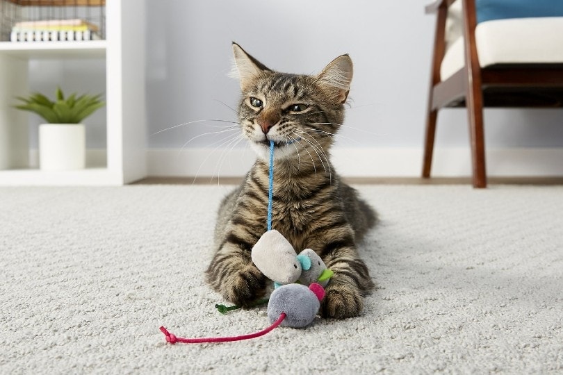 mèo chơi với chuột catnip