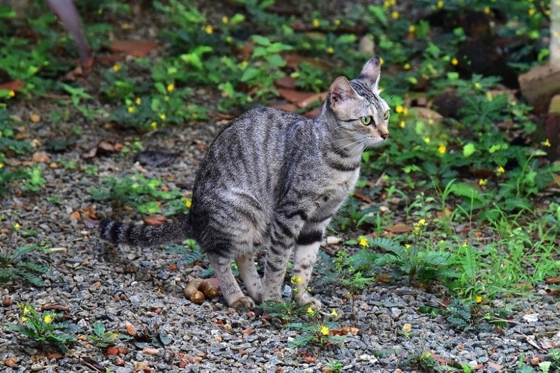 10 Reasons Cats Poop Outside the Litter Box & How To Stop It Hepper