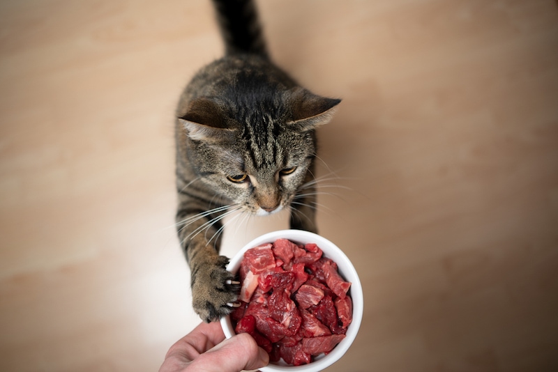 tabby cat reaching for raw meat in bowl