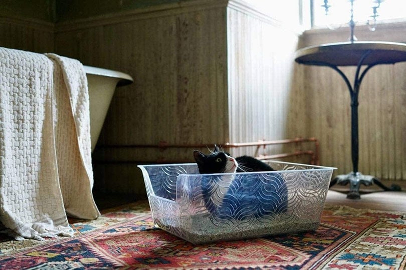 mèo ngồi trong hộp nhựa đi vệ sinh cho mèo