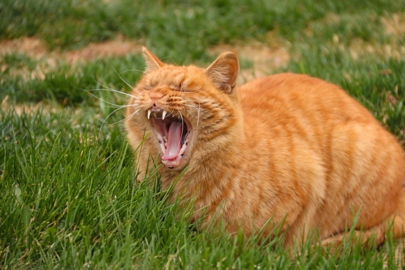 cat sitting on grass and yawning