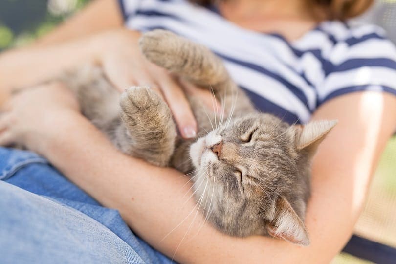 mèo ngủ trong vòng tay của chủ nhân