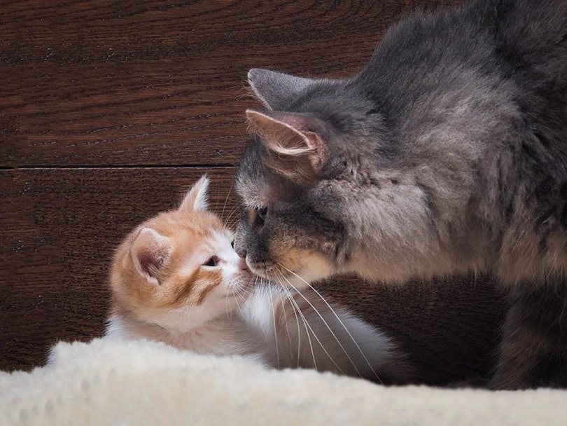 cat smelling kitten