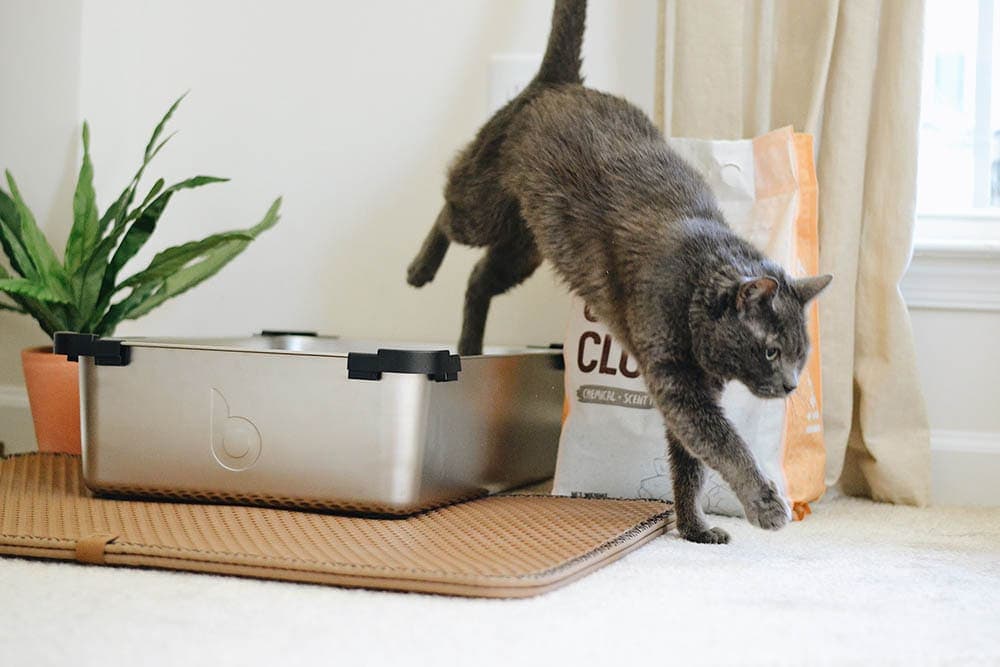 cat stepping out of litter box