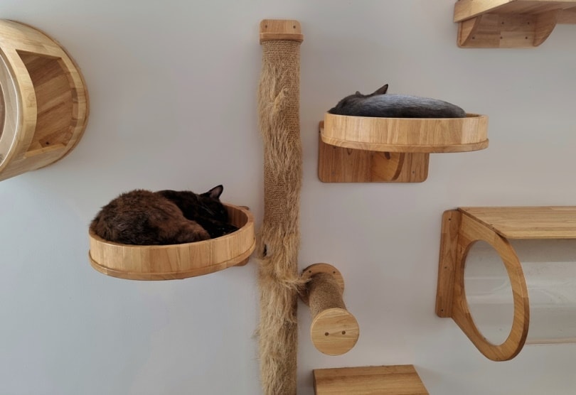 cat wall with cat trees