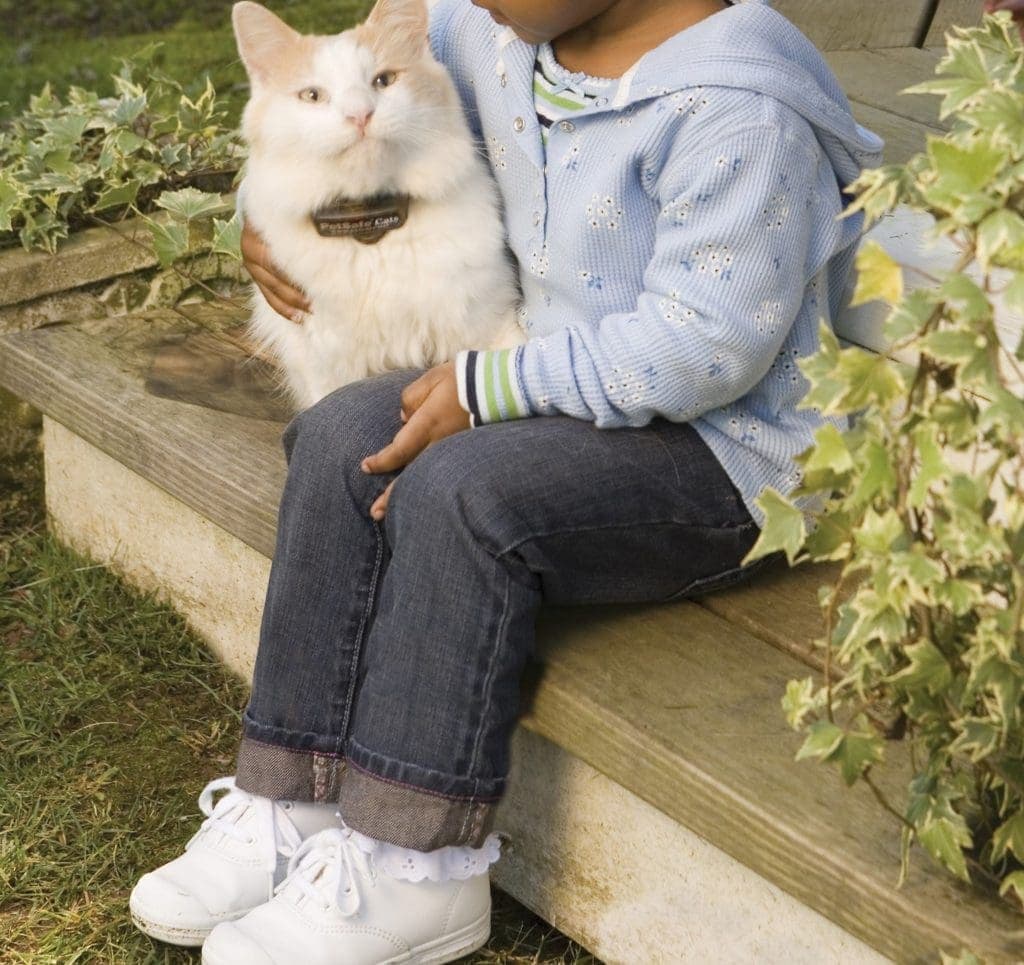 7 Best Invisible Fences for Cats in 2024 Reviews & Guide Hepper