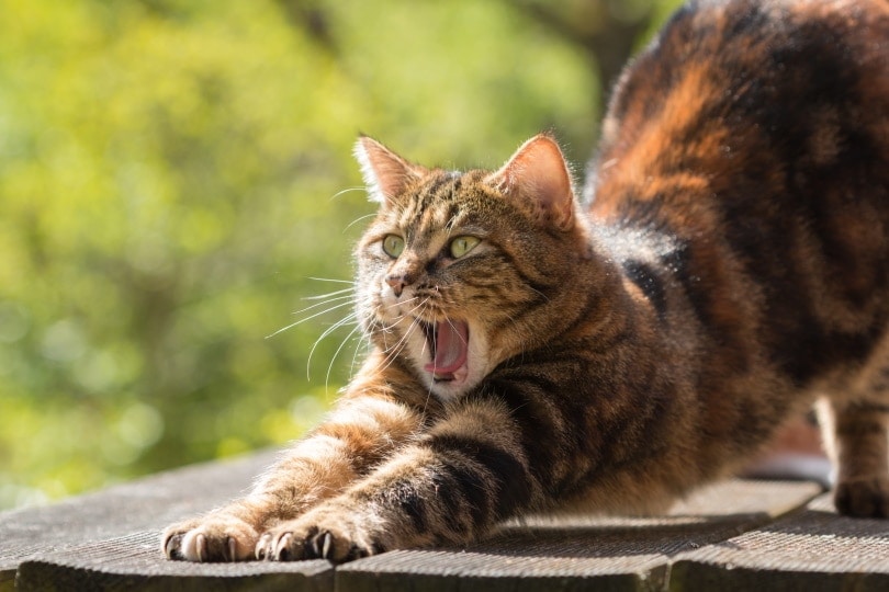 cat yawning